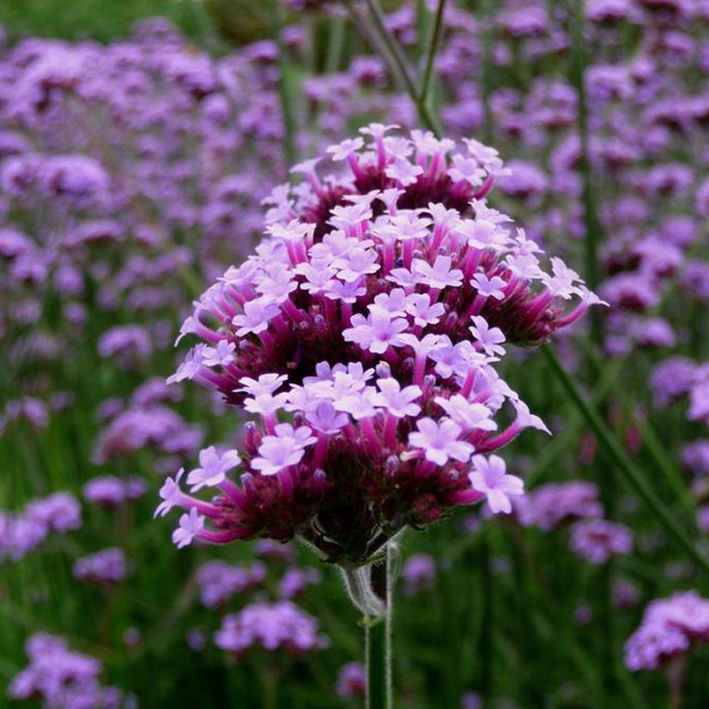 Bunga Verbena