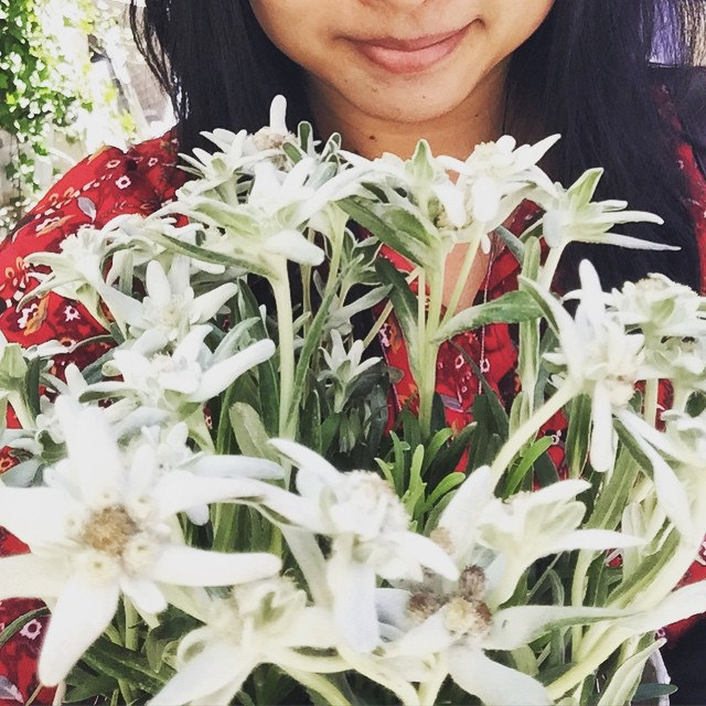 Bunga Edelweiss Leucogenes Grandiceps