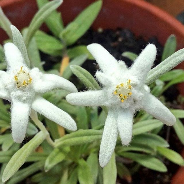 Bunga Edelweiss Leontopodium Alpinum