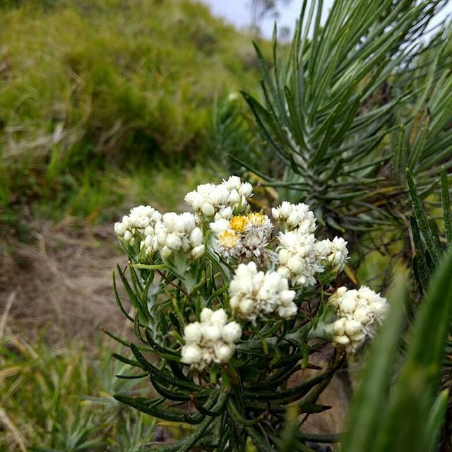 Bunga Edelweiss Anaphalis Javanica