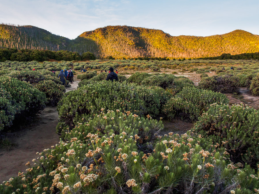 7 Fakta Mengejutkan Dari Si Legenda, Bunga Edelweiss