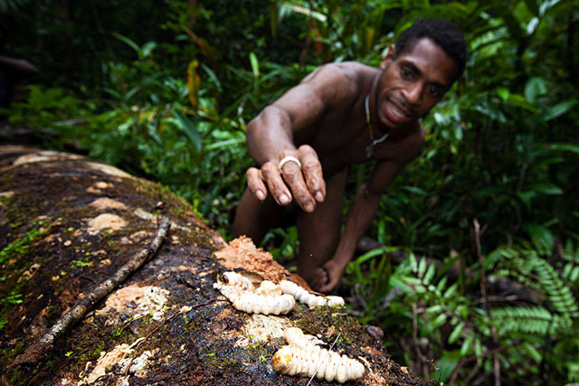 Suku Korowai, Papua