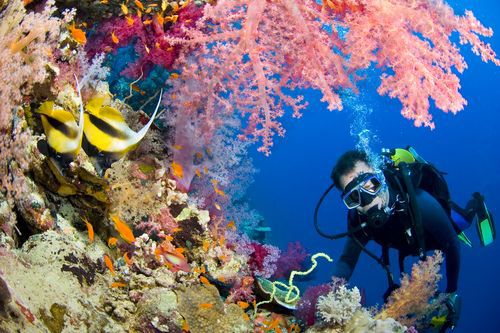 Scuba Diving di terumbu karang
