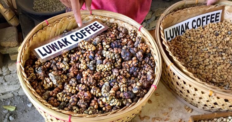 Kopi Luwak, Tidak Cuma Mahal, Berikut 5 Fakta Menariknya Yang Perlu Lo Ketahui