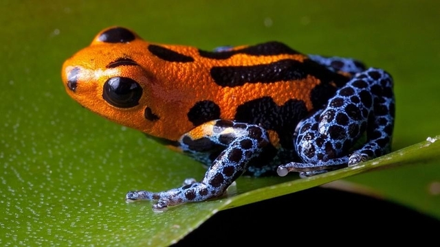 Katak Beracun Sungai Amazon