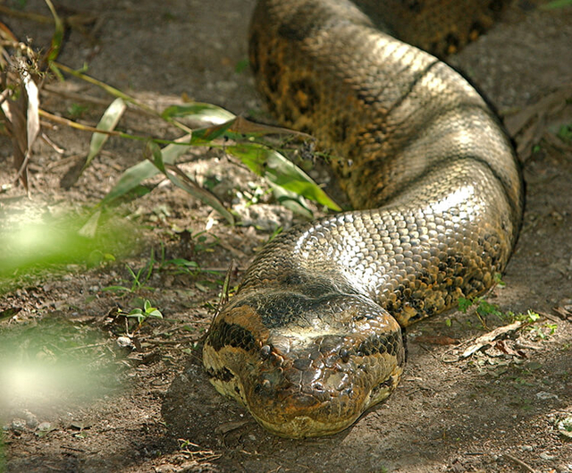 Anaconda Sungai Amazon