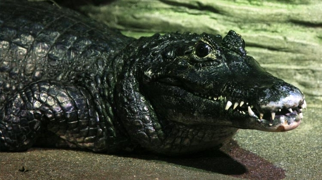 Buaya Hitam sungai amazon