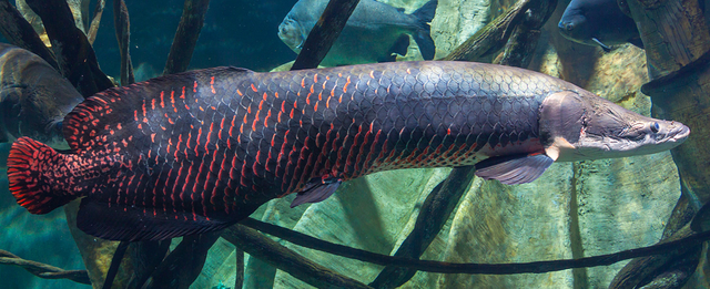 Arapaima/ Piracuru Sungai Amazon