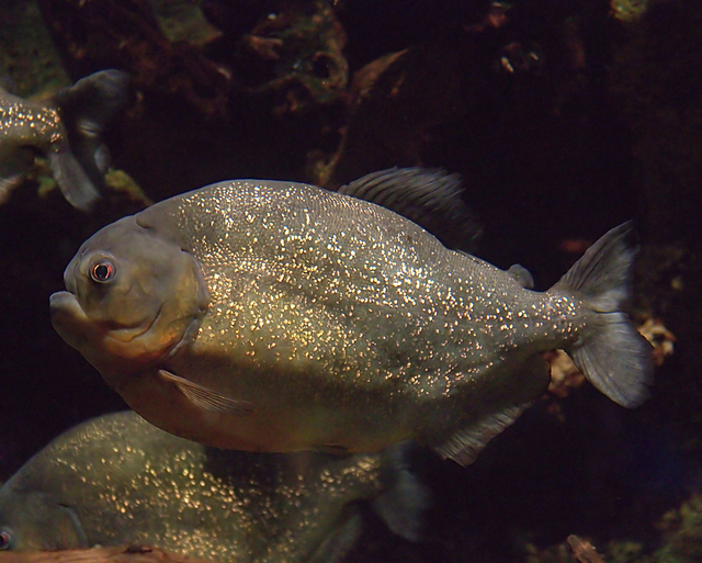 Ikan Piranha Sungai Amazon