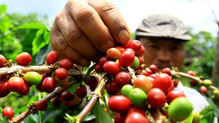 3 Hal Yang Sempat Membuat Produksi Kopi Gayo Menurun