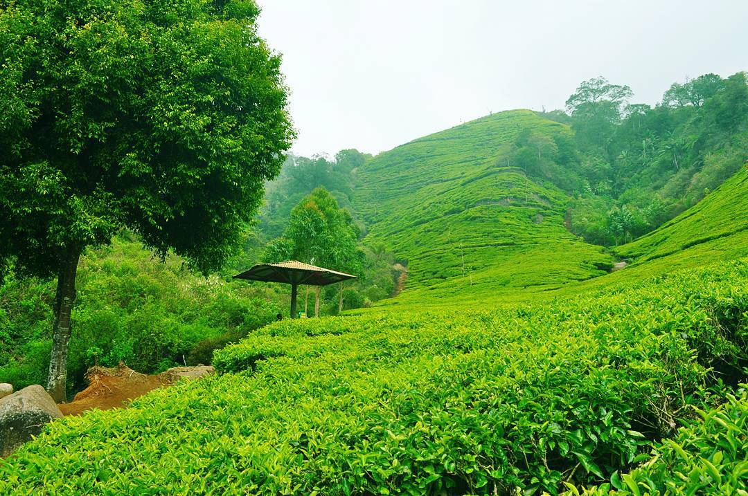 7 Fakta Menarik Dari Spot Petualangan Kaligua Yang Berada di Jawa Tengah 
