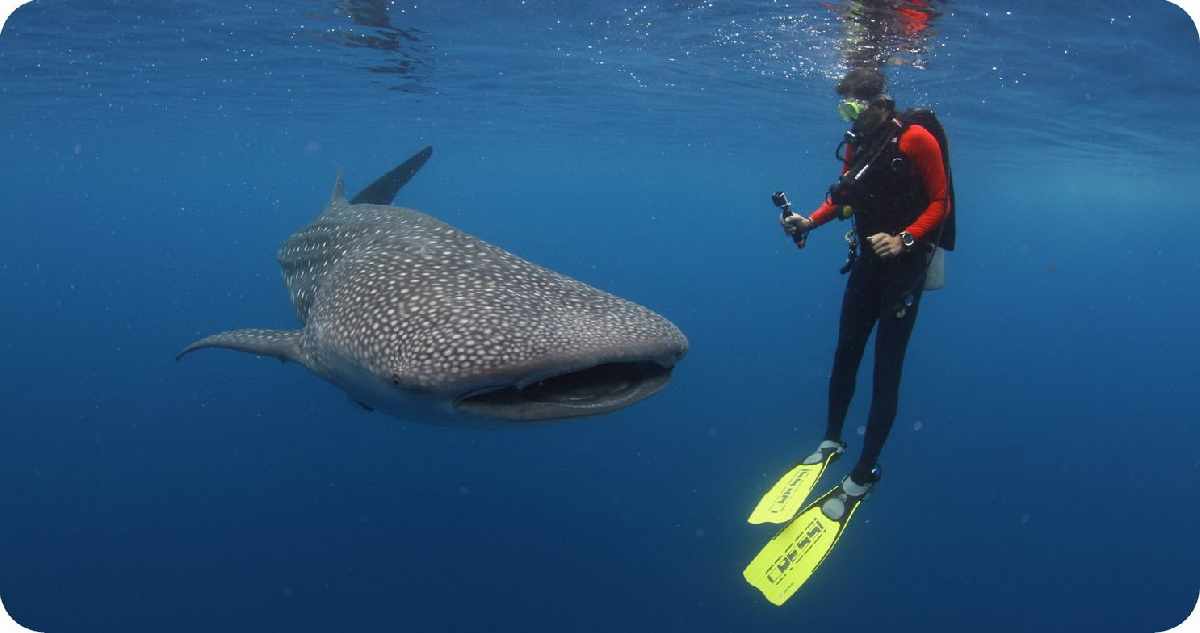 Pantai Botubarani dan 5 Spot Lainnya Untuk Berpetualang Bersama Ikan Hiu Paus! 