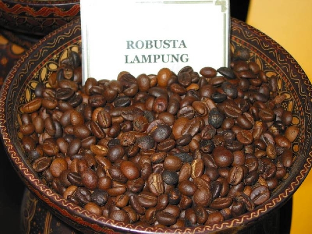 Kopi robusta Lampung