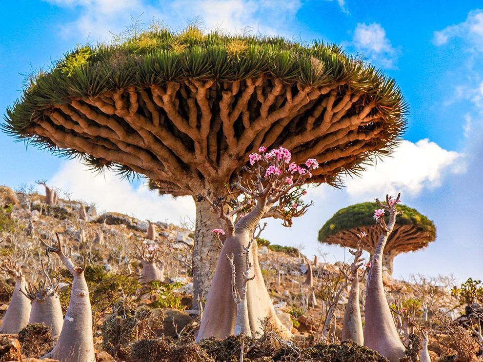 Melihat 5 Misteri Tersimpan Di Dalam Pulau Socotra Yang Terisolasi!