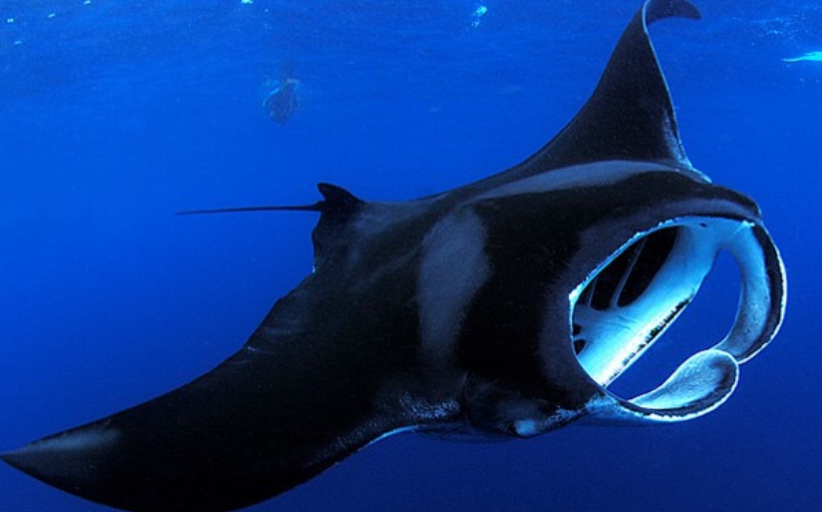 Ikan Pari Manta Keajaiban Di Balik Indahnya Kepulauan Raja Ampat 