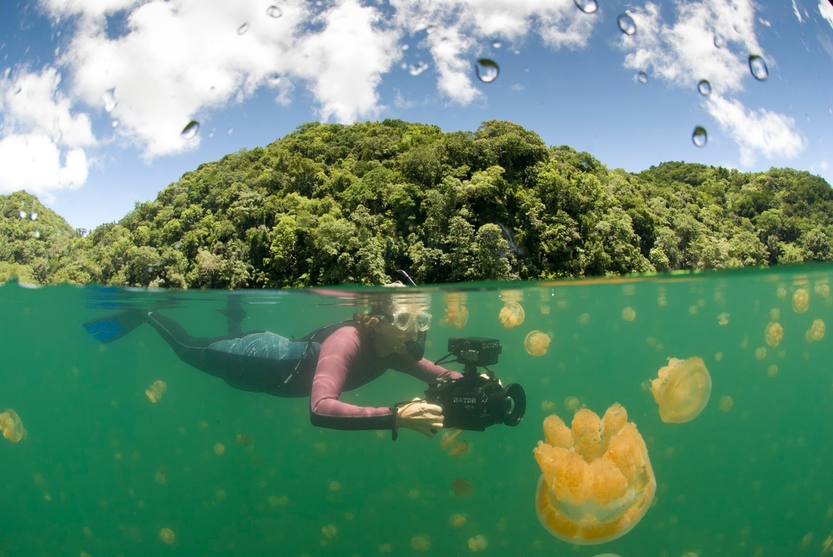 Misteri Danau Kakaban yang Belum Terungkap Beserta 6 Fakta Uniknya!