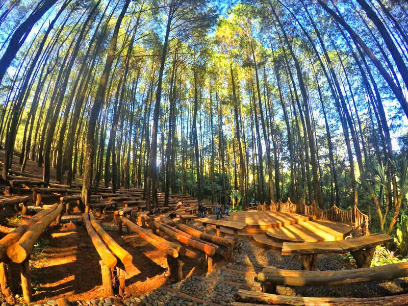 7 Hutan Pinus Paling Hits dan Instagrammable di Indonesia (100% Kekinian, Bro!)