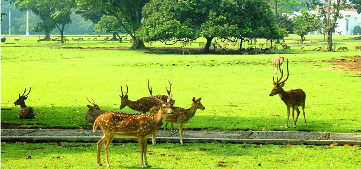 Kebun Raya Bogor, Berikut 7 Spot Menarik Yang Ada di Dalamnya!