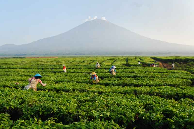 4 Pilihan Kebun Teh Di Indonesia Yang Akan Menenangkan Hati Dan Pikiran Lo!