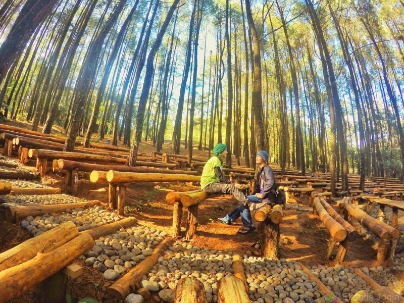 Hutan Pinus Imogiri, Hutan Pinus Paling Instagrammable di Yogyakarta!