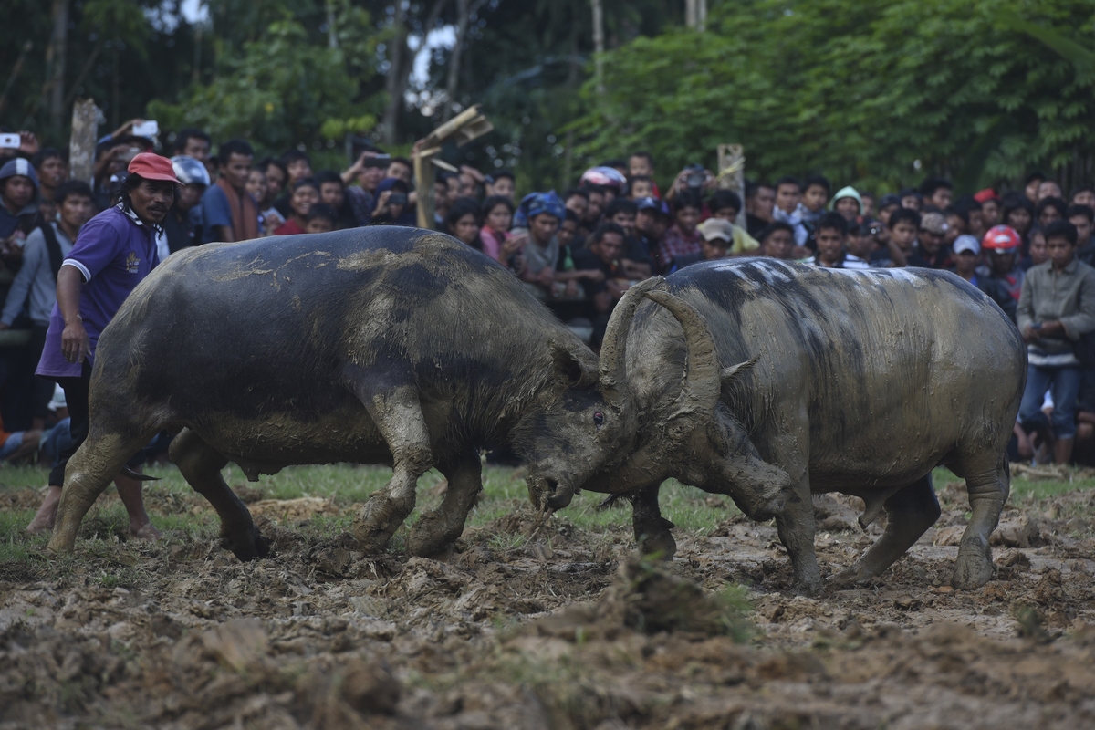 Kenali Ma'pasilaga Tedong, Tradisi Unik Dari Tana Toraja yang Perlo Lo Ketahui