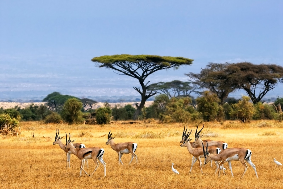 Taman Nasional Baluran, Wisata Unggulan Banyuwangi Bernuansa Afrika