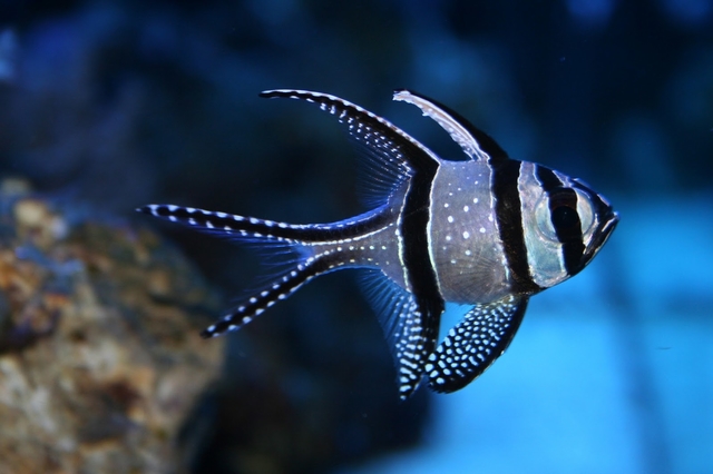 Hewan Laut Asli Indonesia – Banggai Cardinal Fish