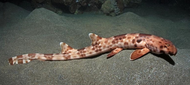 Hewan Laut Asli Indonesia – Hiu Berjalan