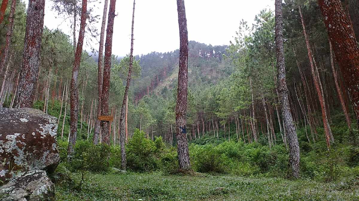 Hutan Pinus Mangli Magelang, Spot Hits dan Instagrammable Kesukaan Para Petualang!