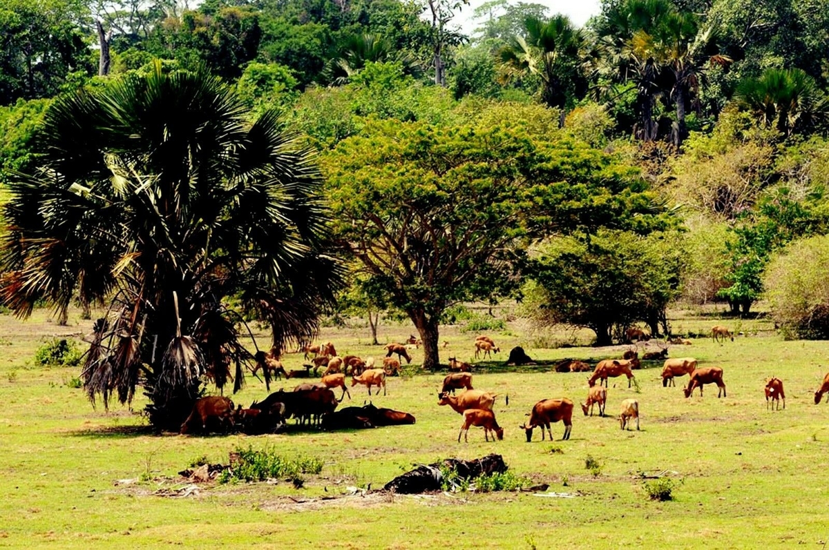 Taman Nasional Alas Purwo, Wisata Alam Banyuwangi yang Instagrammable