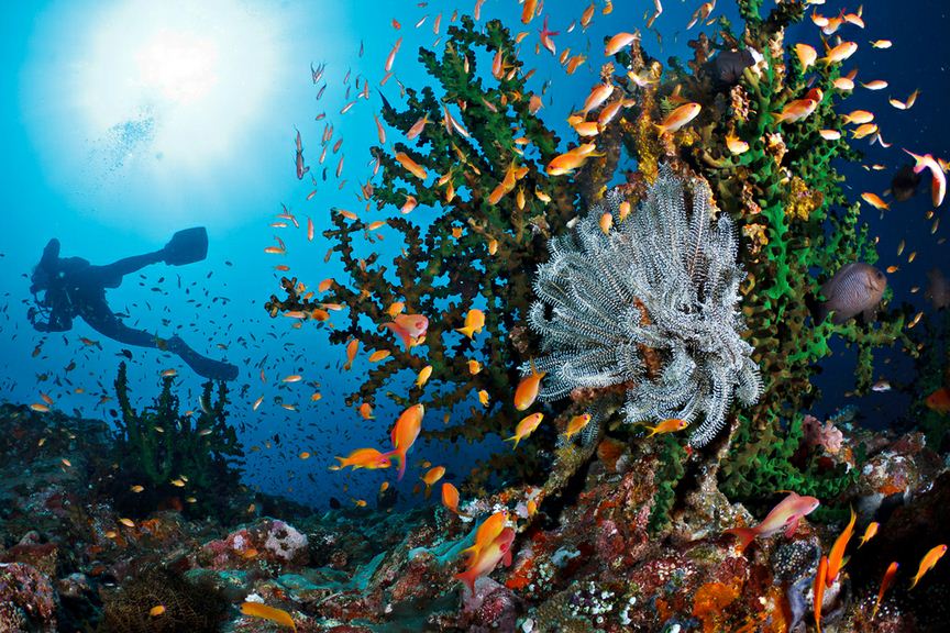 I DARE EXPLORE INDONESIA: Satu Langkah Untuk Merayakan Keindahan Alam Bawah Laut Nusantara!