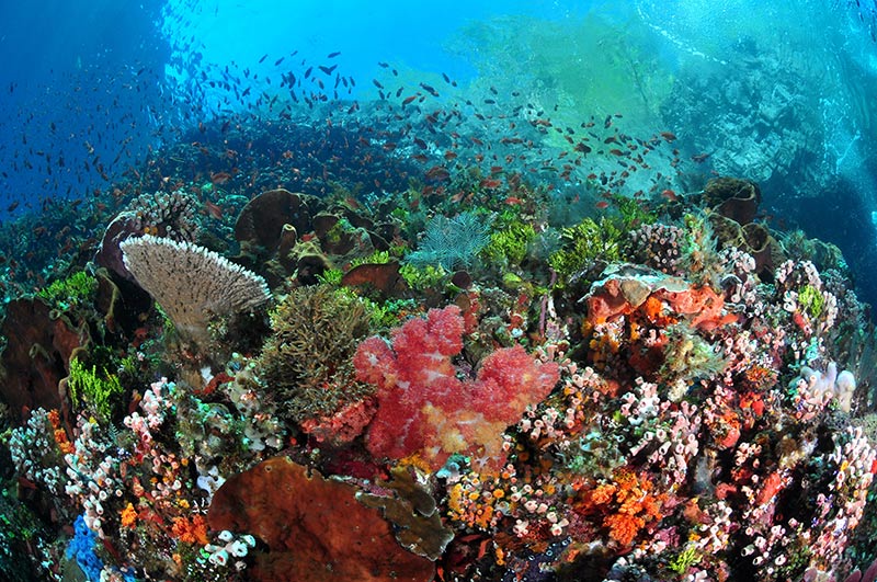 Sebuah Jaminan di Pulau Alor, 20 Spot Diving Berkualitas Internasional! 