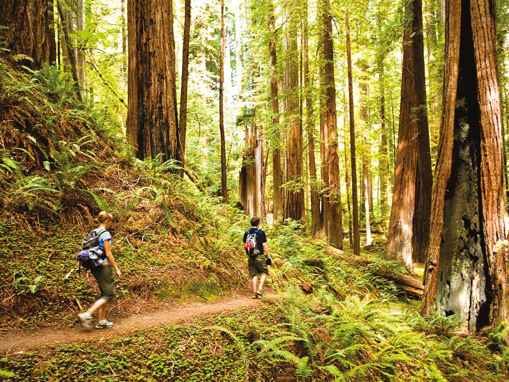 10 Hutan Indah di Dunia yang Penuh Misteri yang Bisa Lo Datangi Nih!