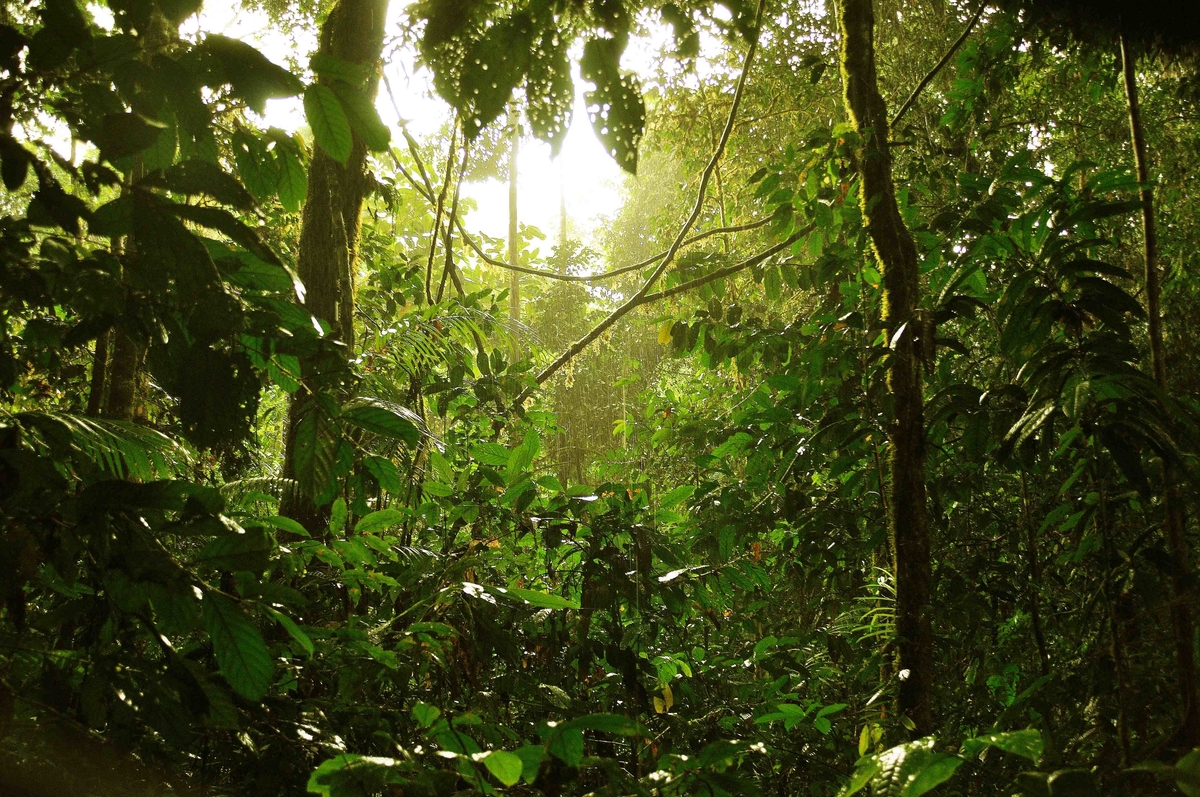 Berpetualang ke Hutan Terindah di Asia, Ini Dia 9 Rekomendasi Destinasinya Bro!