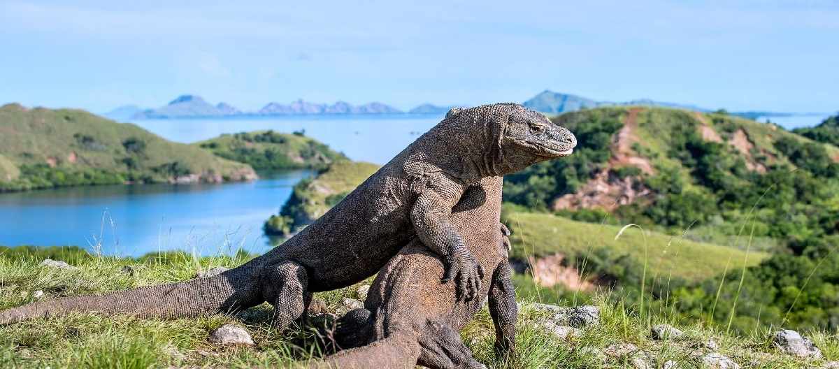 15 Hal yang Jarang Diketahui Oleh Petualang di Pulau Komodo Nusa Tenggara Timur!