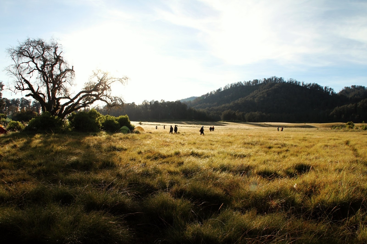 Bukti Kekayaan Alam Jawa Timur, Ini Dia Daftar 7 Padang Savana Terindahnya Bro!