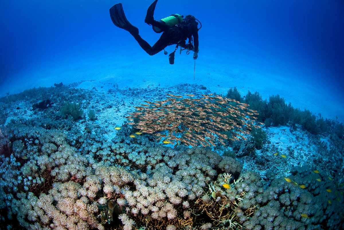 Tiga Spot Diving Terbaik di Pulau Menjangan
