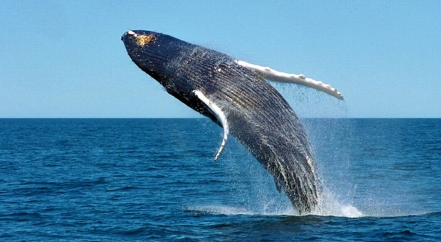 Ingin Melihat Paus dari Dekat? Kunjungi 6 Destinasi Wisata Ini ya Bro!