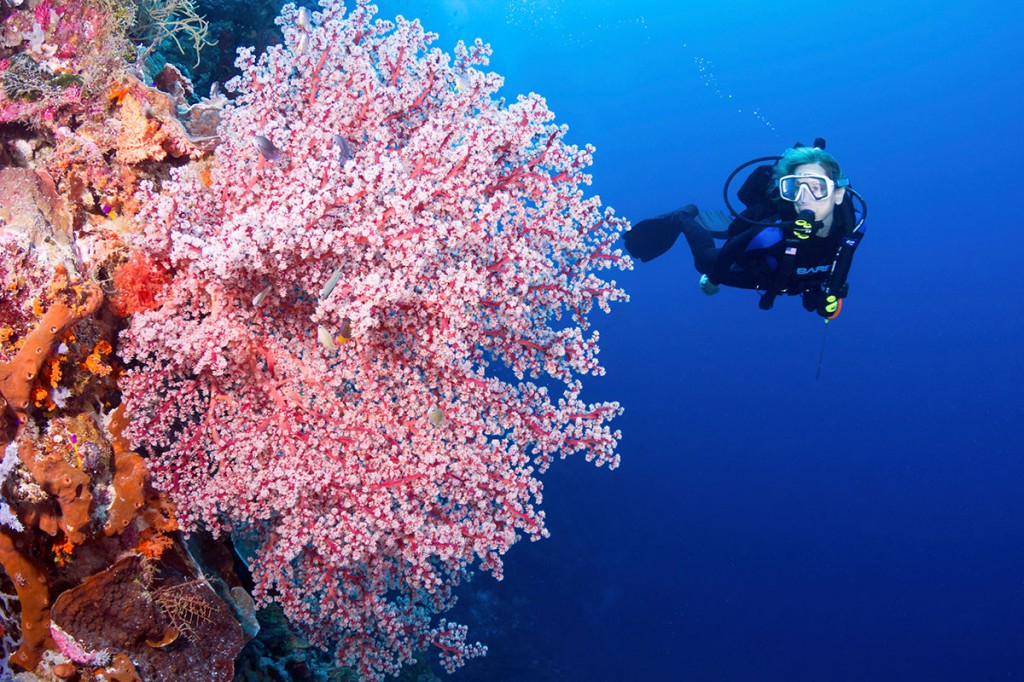 5 Biota Laut Primadona Wakatobi, Mereka yang Dicari Para Petualang dan Penyelam Bro!