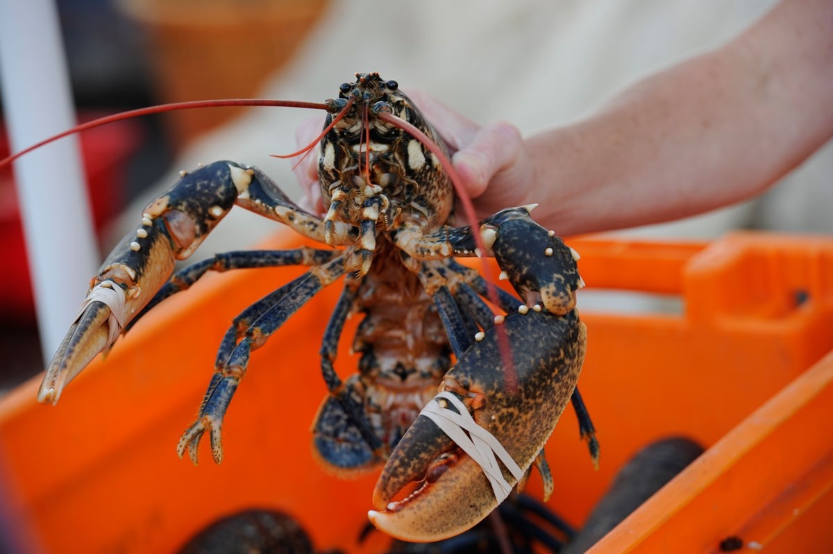 Ingin Makan Lobster Berdaging Tebal? Kunjungi 5 Daerah di Indonesia Ini Ya Bro!