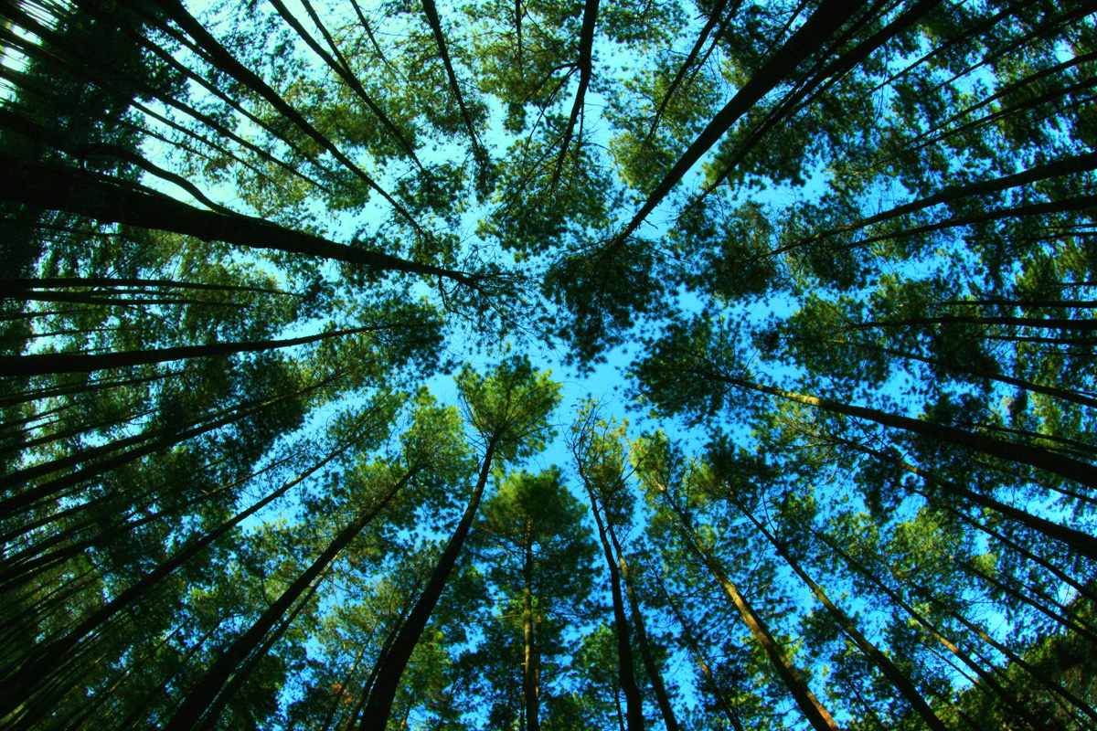 Selain Menjadi Jantung Dunia, 6 Pilihan Hutan Ini Memiliki Pesona yang Indah Loh!