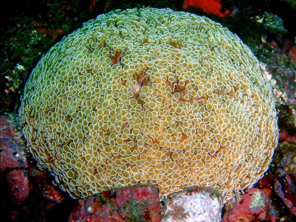 6 Biota Laut Indonesia yang Beracun Ini Patut Untuk Lo Hindari Ketika Melakukan Penyelaman Bro!