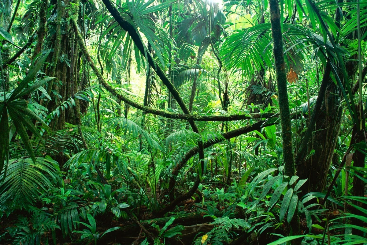 Ternyata 5 Hutan Hujan Tropis Ini Terbesar yang Ada di Dunia!