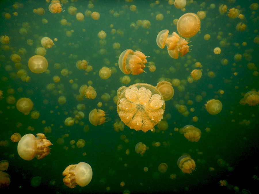 Melirik 6 Danau Indah di Indonesia yang Dihuni Ubur-Ubur Tak Bersengat