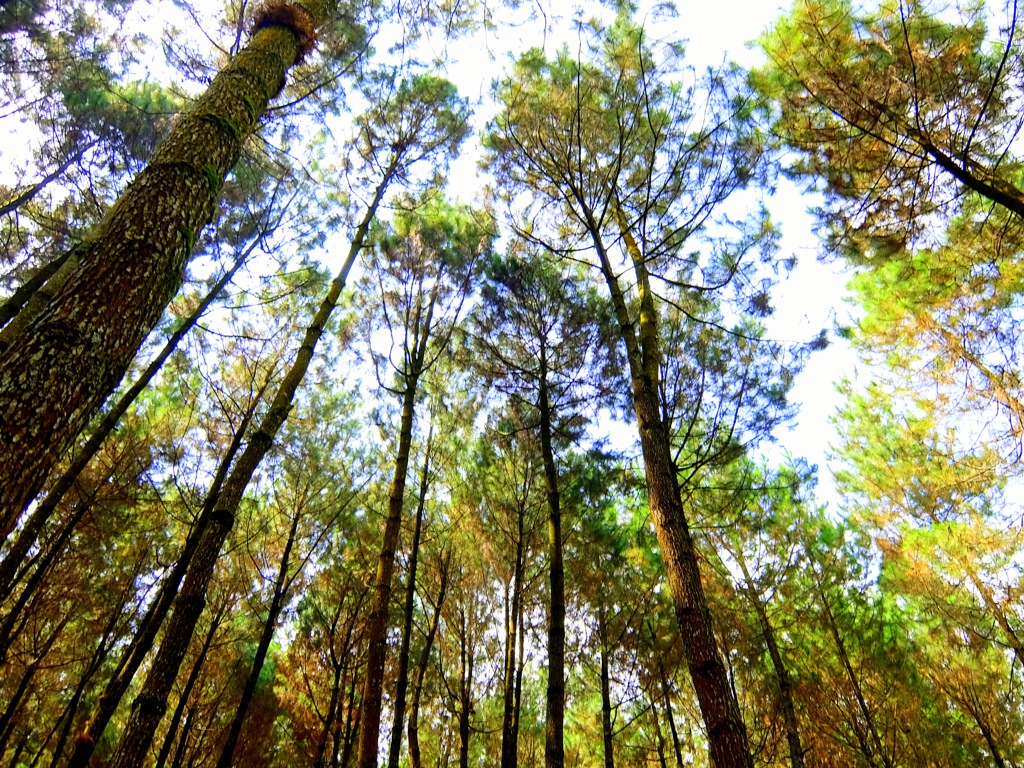 Usir Rasa Penat Lo dengan Bertualang ke 5 Hutan Pinus di Indonesia Ini!