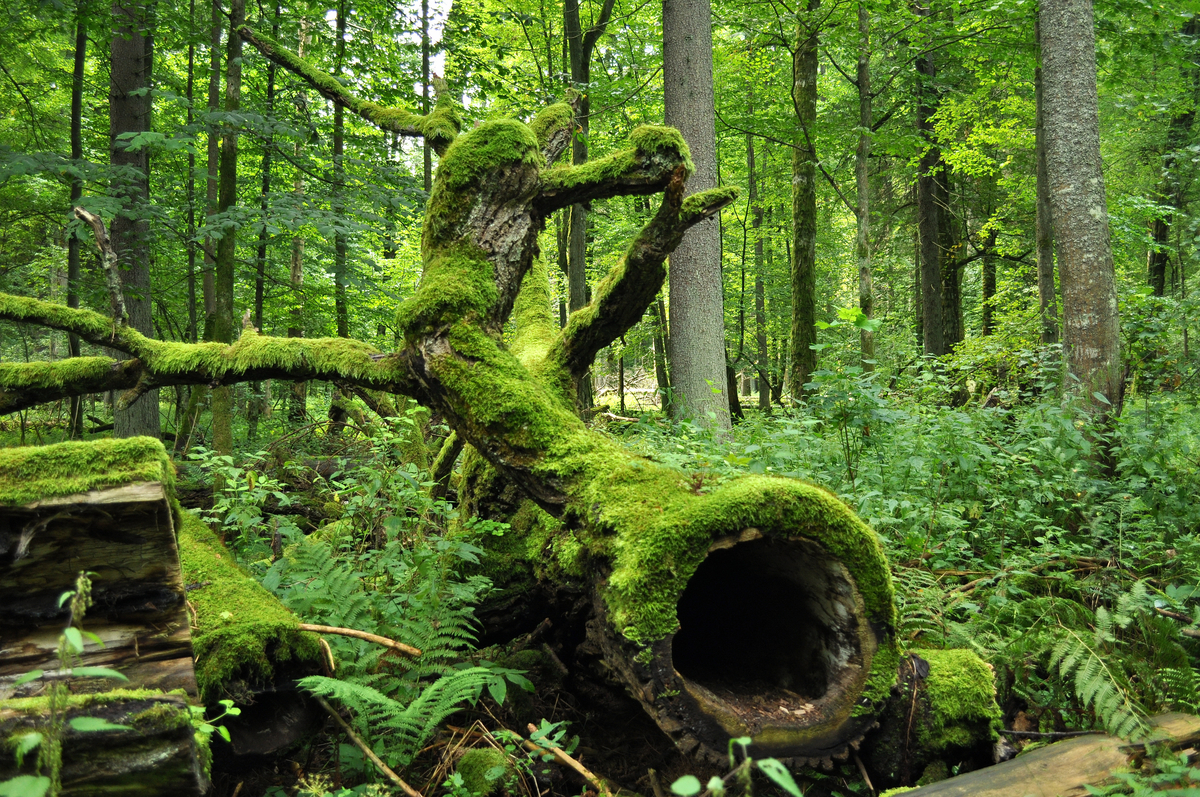 5 Hutan Terindah dan Terluas yang Ada di Dunia, Salah Satunya Berasal dari Indonesia!