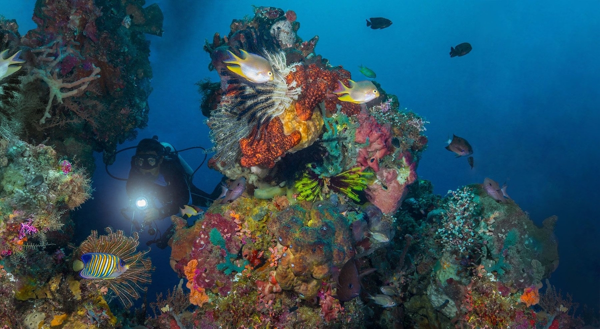 Bukan Hanya Menyelam, Namun 5 Fakta Menarik Taman Nasional Bunaken Ini Patut Untuk Lo Ketahui!