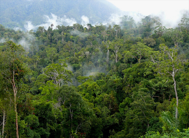 Hutan Kalimantan dan 5 Hal Misterius di Dalamnya yang Bikin Nyali Petualang Ciut!