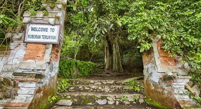 Pohon Trunyan Disinyalir Sudah Berusia Ribuan Tahun