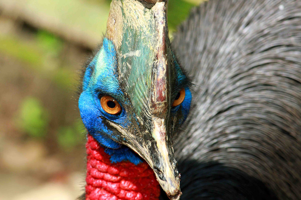 5 Jenis Burung yang Patut Diwaspadai Wisatawan Selama Traveling